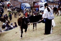 03_OTAVA_705017_L_029_