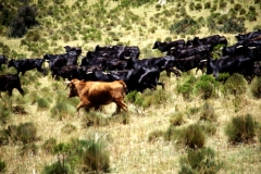 07_PASATS_705029_L_026_