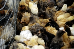 08_CIMBO_705043_L_012_