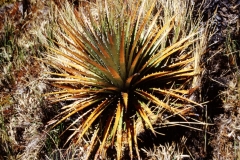 12_ALTAR_705044_L_020_