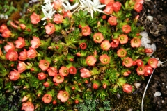 12_ALTAR_705044_L_038_