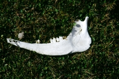 13_ALTAR_705037_L_033_