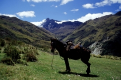 14_ALTAR_705018_L_015_