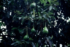 14_ALTAR_705018_L_031_