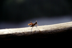 25_RW_C2_705025_L_022_