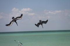 mex_tag18_00021