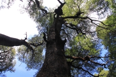 chl2012_01_0018