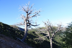 CHL2012_03_0004