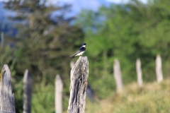 CHL2012_05_0002