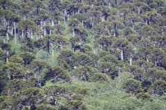 CHL2012_05_0019
