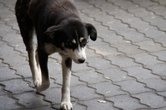 CHL2012_07_0045