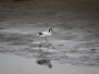 2014_Namibia_Tag11