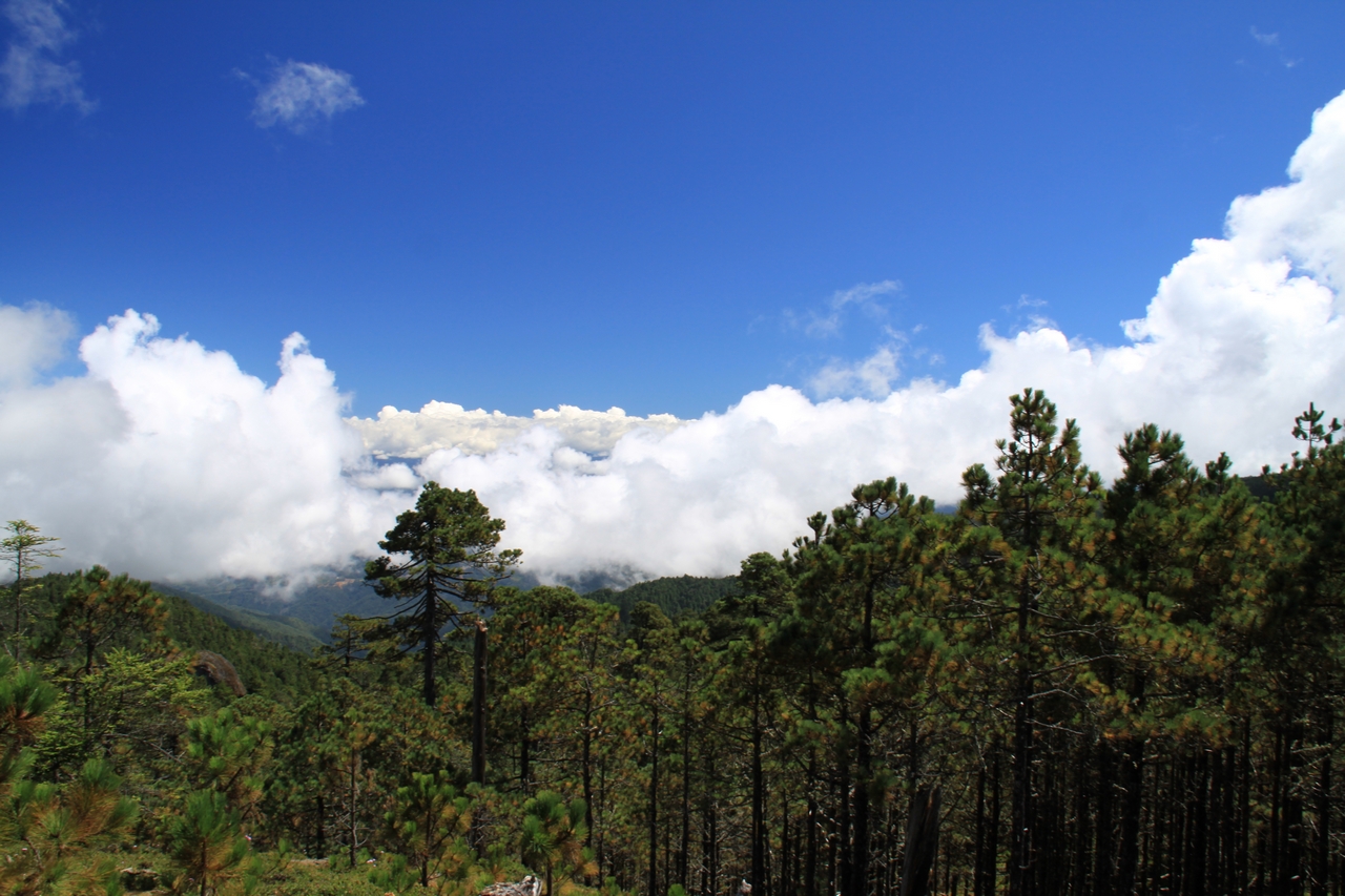 mex_tag7_00006