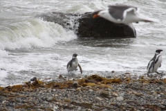 CHL2012_15_0042