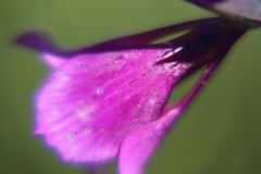 ARM_T05_0052