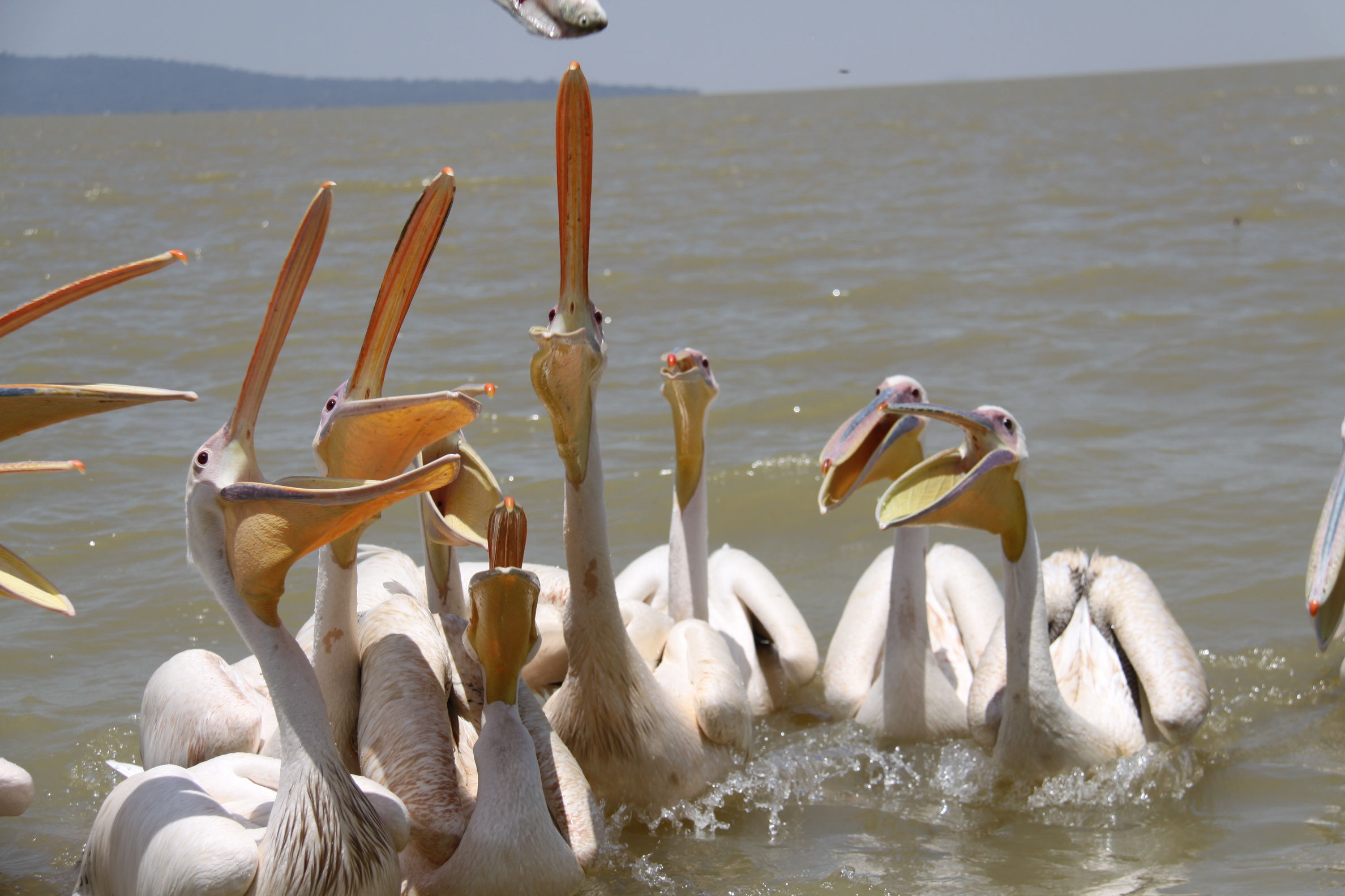 Aeth_2018_Tag03_0050