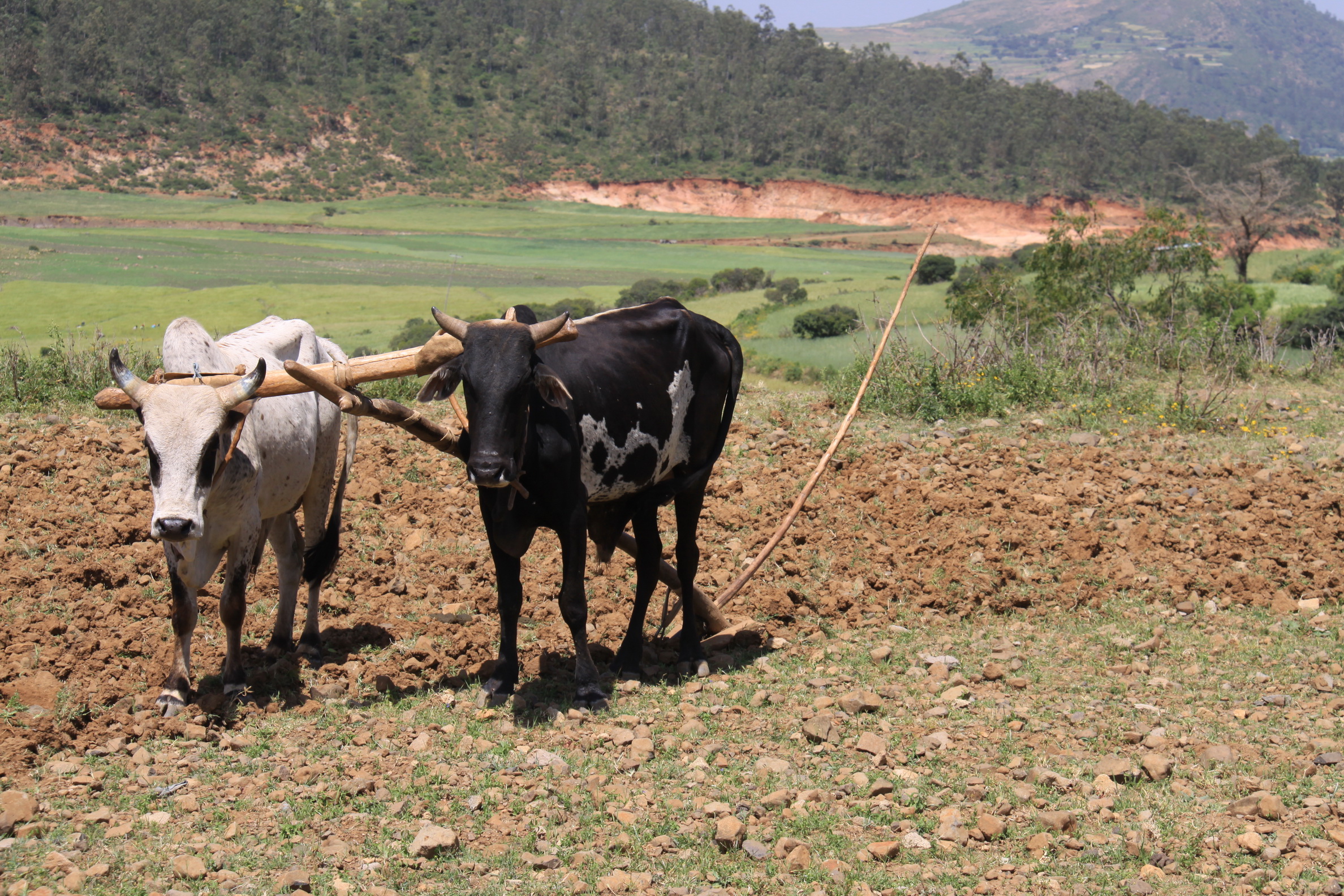 Aeth_2018_Tag07_0061