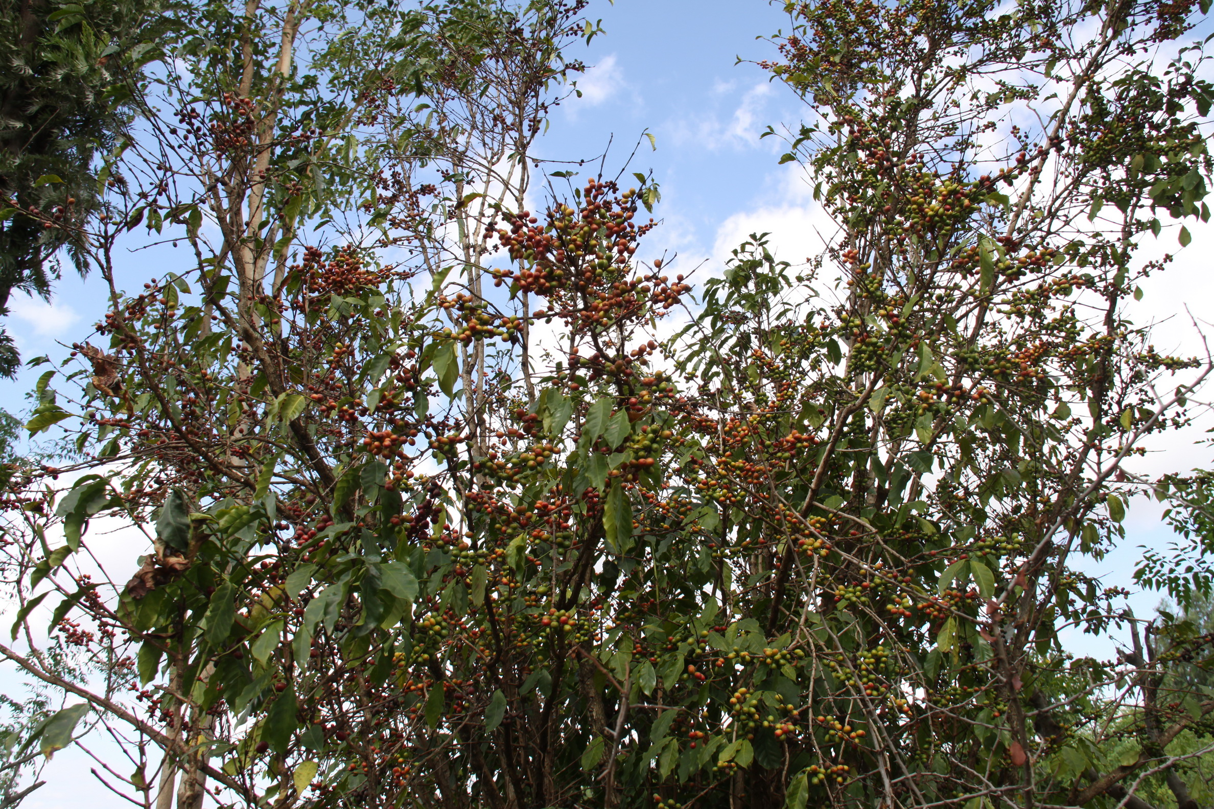 Aeth_2018_Tag12_0029