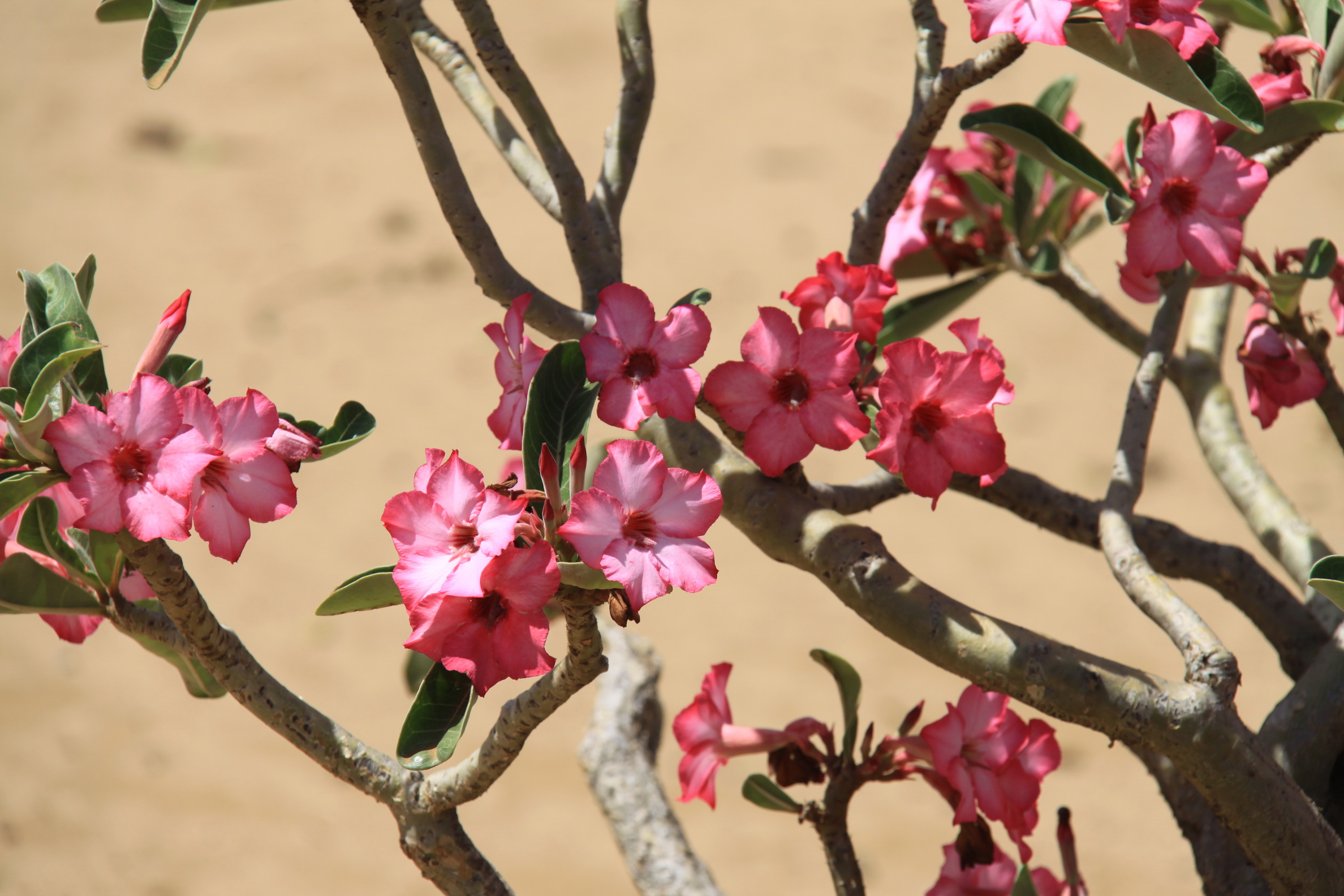 Aeth_2018_Tag13_0025