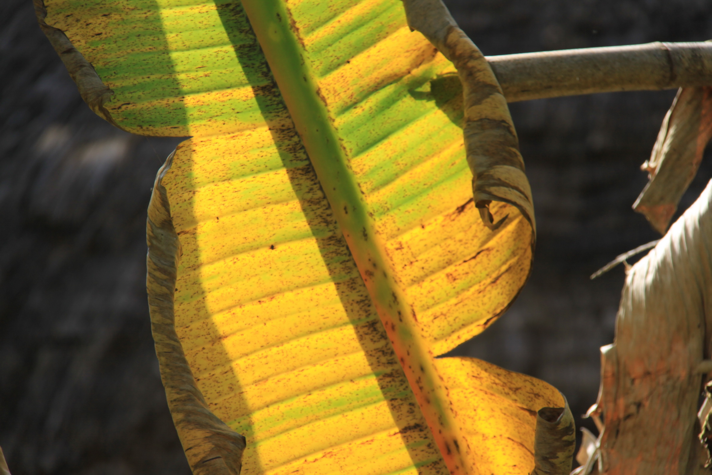 Aeth_2018_Tag17_0085