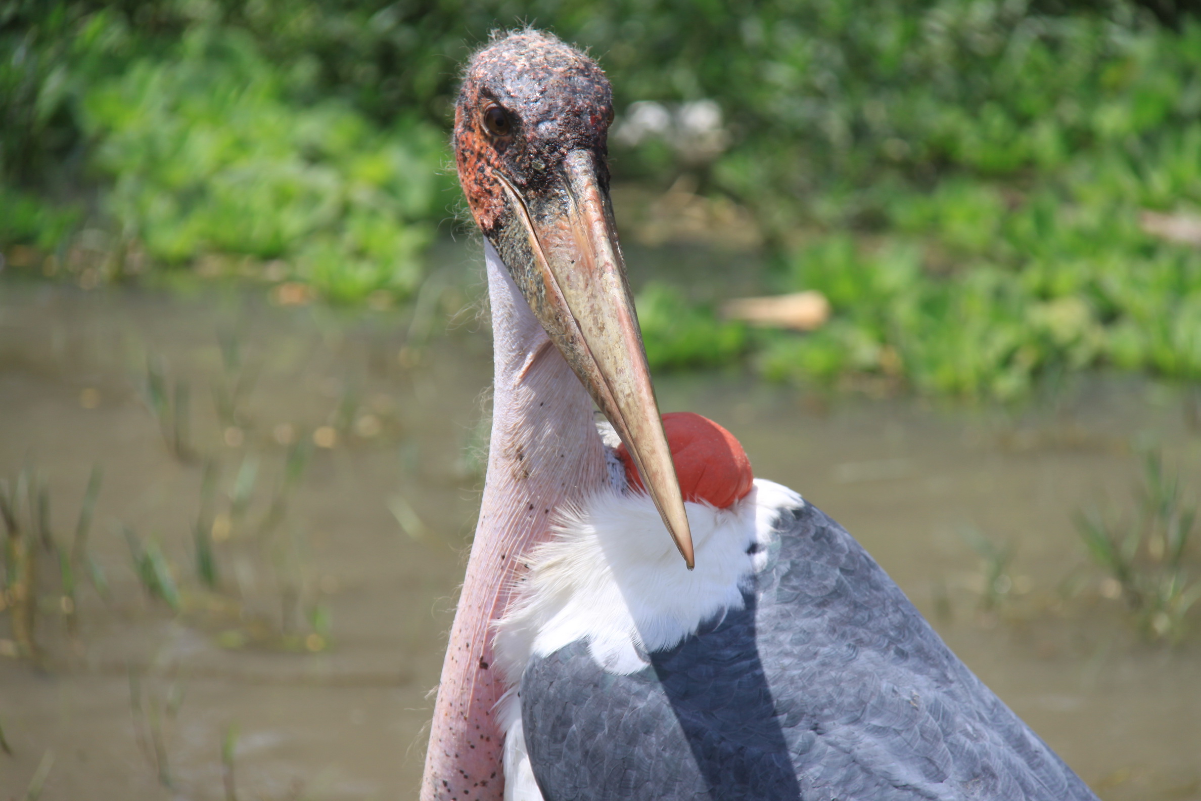 Aeth_2018_Tag19_0046