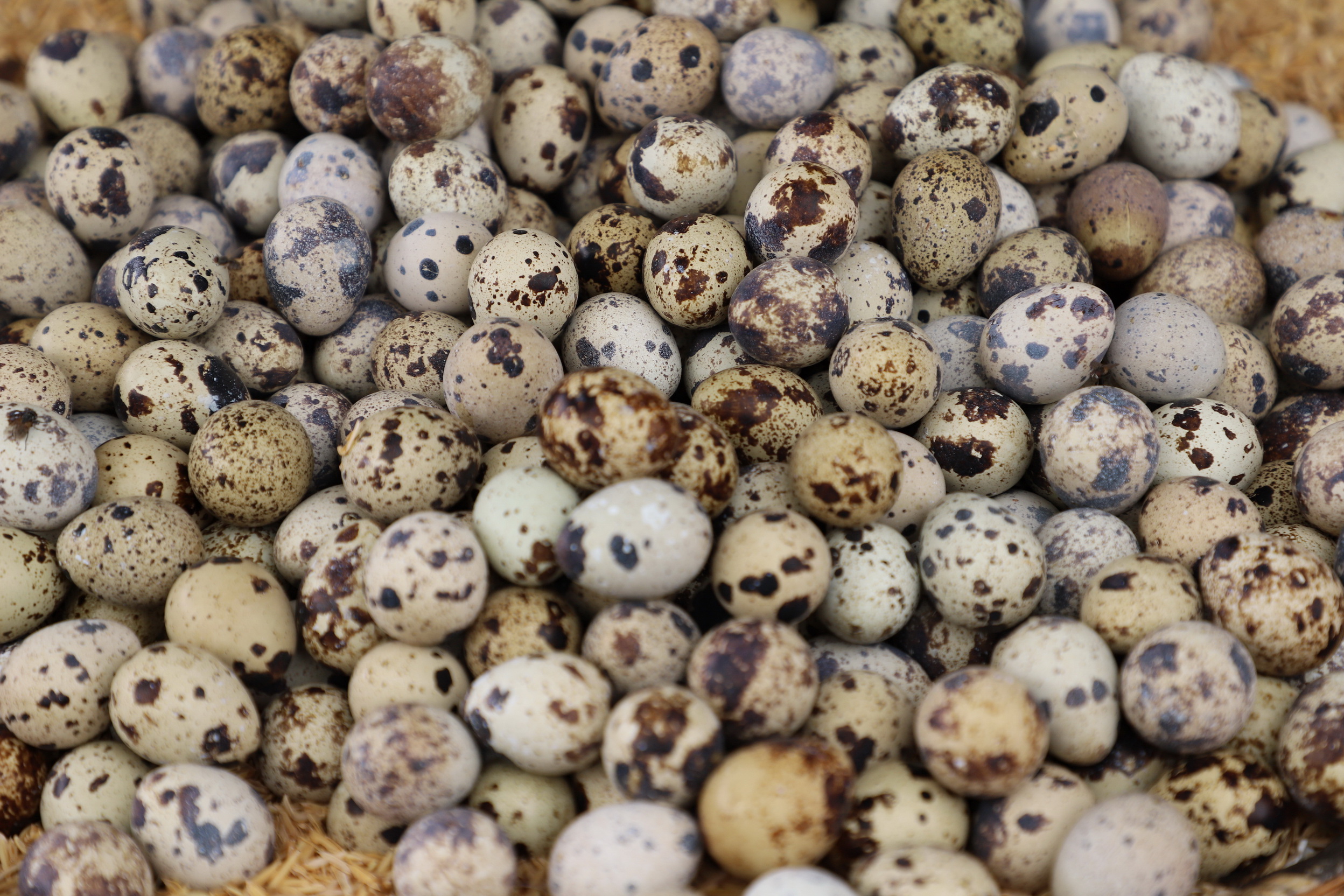 MMR_Tag05_20191107_034