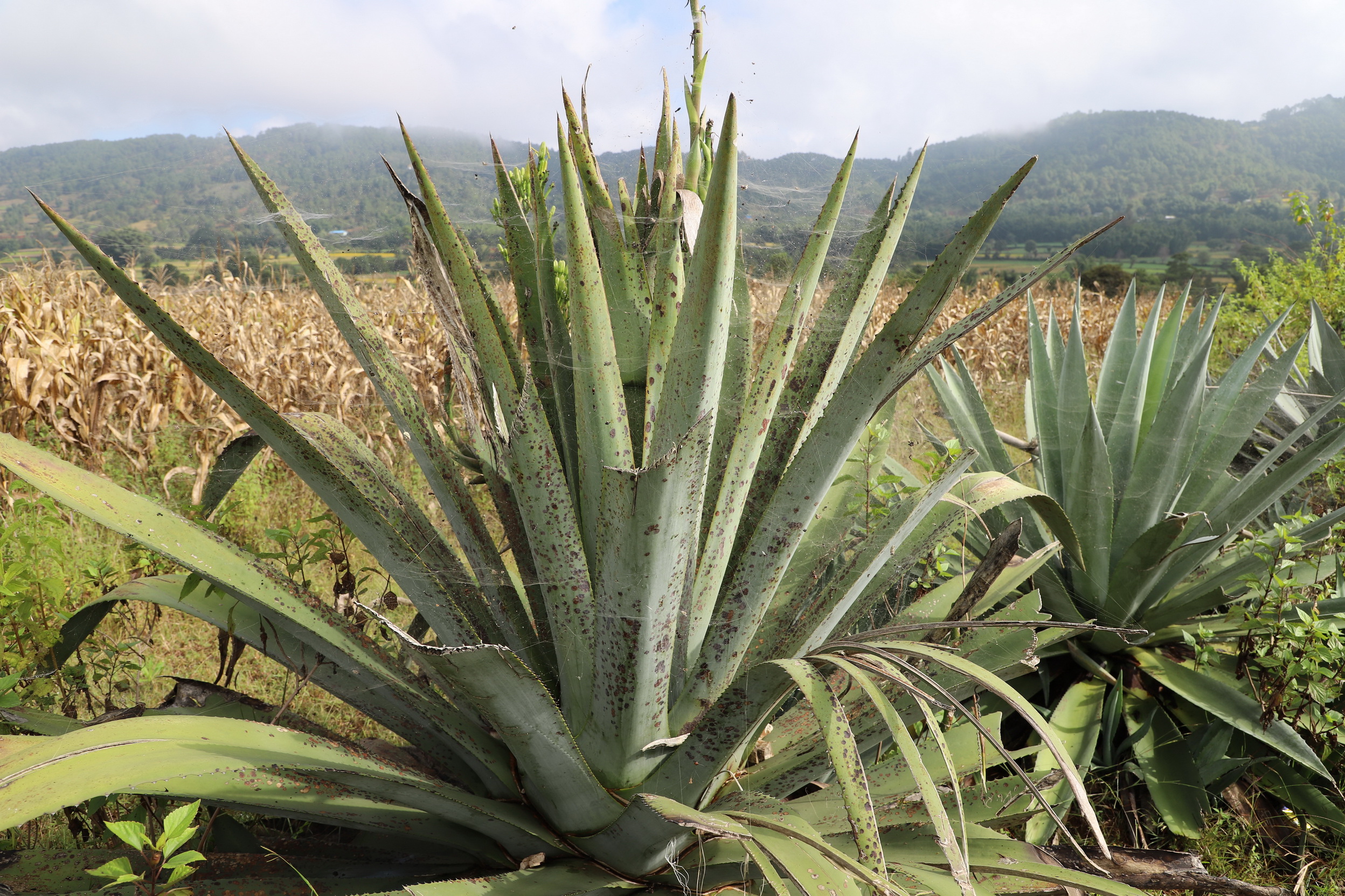 MMR_Tag08_20191110_021